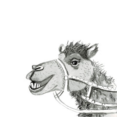 Watercolor realistic camel desert animal isolated on a white background illustration.