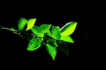 green leaves on black background silhouette