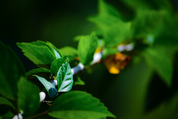 Green leaf on a plant with leading line concept in photography