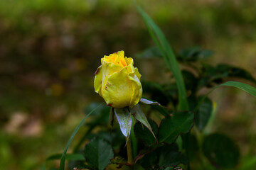 yellow flower flower