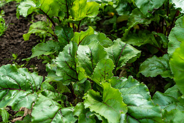 Close up from spinach in the field
