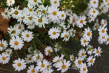 Fototapeta premium Daisy flowers in full bloom on the roadside