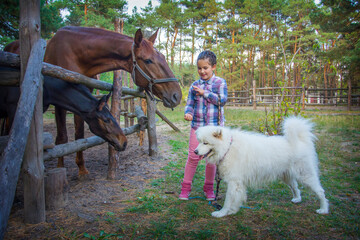 In summer, on the farm, a girl feeds a horse with a foal, and a Samoyed dog stands next to her.