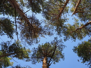 bottom-up view of the tops of tall pines illuminated by the setting sun