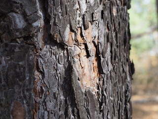 Natural structure of the bark of a pine tree