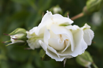 White flower rose on a green background