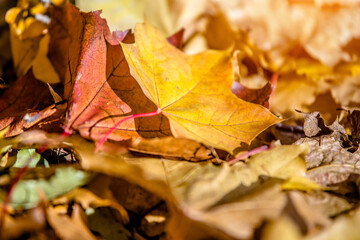 Naklejka na ściany i meble Autumn background-maple leaves fallen leaves lying on the grass