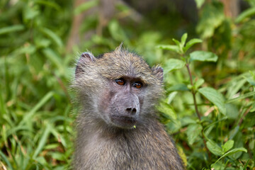 Naklejka na ściany i meble Close-up of a chacma baboon