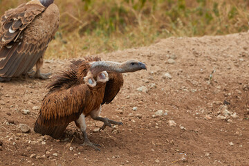 White-backed vulture sitting on the ground