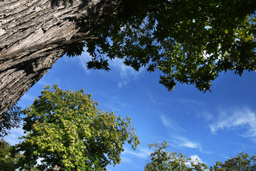 Fototapeta premium Chestnut forest on the Tuscany mountains against the blue sky. Autumn season. Shot from below, Italy.
