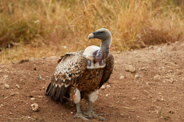White-backed vulture sitting on the ground