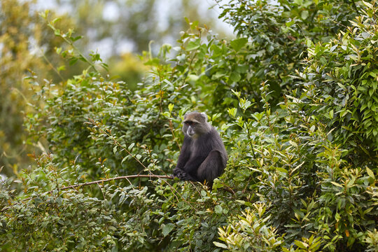 Samango monkey on a tree