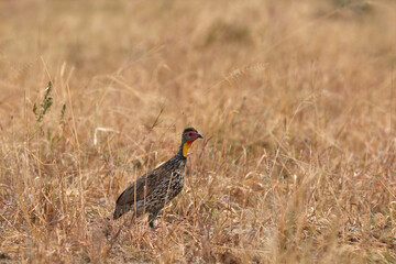 A yellow-necked spurfowl in the grass