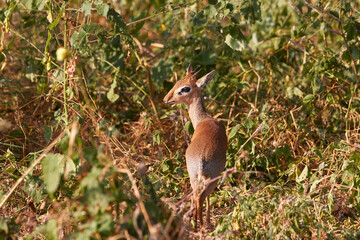 Dik Dik in the African bush of Tarangire National Park