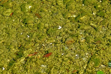 Green algae, similar to moss, visible through the clear water of a shallow river with fallen leaves on the surface