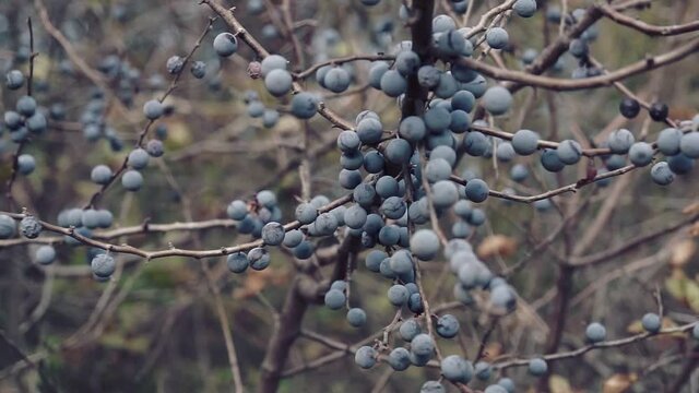 Blackthorn bush with blue fruits on a fall sunny day.