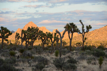 Joshua Tree National Park California at dusk