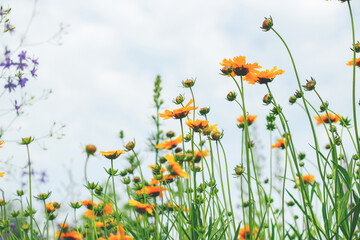 Garden flowers close up. Screensaver, desktop wallpapers.