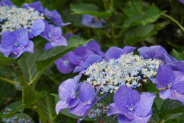 紫あじさいのアップ