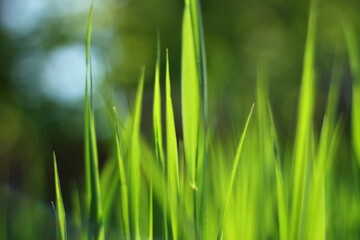 Fototapeta na wymiar grass