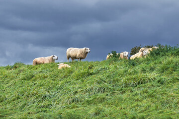Obraz premium Deichschafe, Ostfriesland.