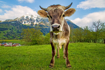 Kuh - Allgäu - Rettenberg - Grünten - Braunvieh