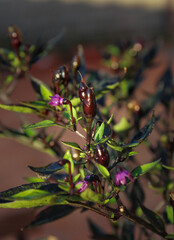 Black Pearl chillies ,Plant of a royal black chillies on Italian Organic garden in summer. Black Pearl  plant with small purple flowers,Botanical family Capsicum annuum.