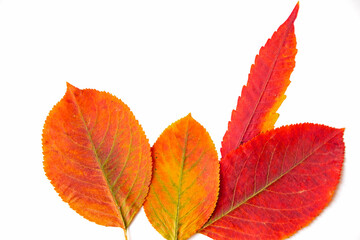 осенние листья на белом фоне