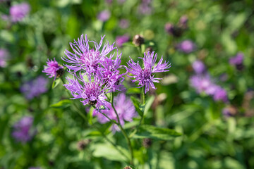 Berg-Flockenblume, Centaurea montana, Schweiz