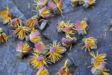 Palm tree flowers on floor, Minas Gerais, Brazil