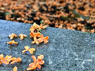 autumn leaves on the ground