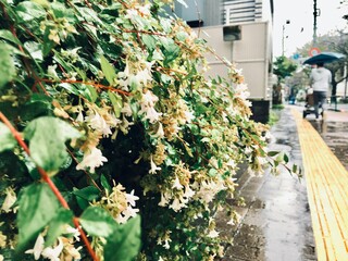 autumn leaves in the park