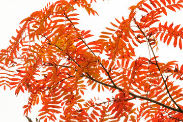 秋の鮮やかな紅葉　赤い葉の枝