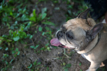 French Bulldog on a walk in the park.