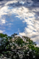 Obraz premium garden in Provence, in the fall, at sunset