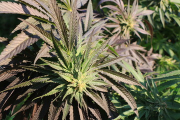 Fototapeta premium Double banana kush en extérieur, fin de floraison.