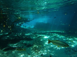 Fototapeta na wymiar Dourado swimming in clear river