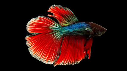 Thai betta breed breeds beautiful