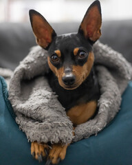 small miniature pinscher dog wrapped in a blanket relaxing in dog bed