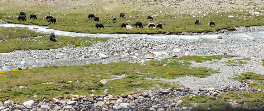 Herd of yaks grazing in a meadow in the Himalayas
