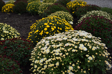 flowers in a pot