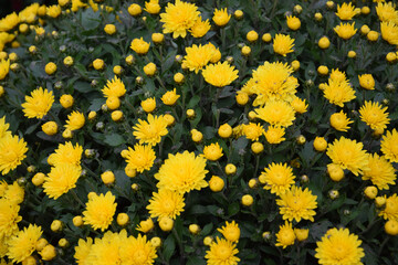 yellow chrysanthemums