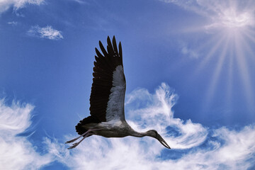 Obraz premium I love bird photography however unfortunately not well versed with various species.