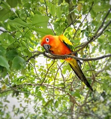 red and yellow macaw