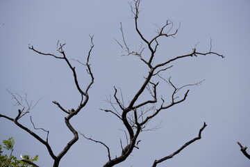 Scheletro di una pianta