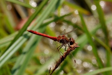 Libellula rossa