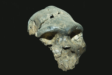 Homo rhodesiensis skull, Beginning of Human Mankind