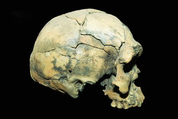 Homo sapiens idaltu Skull