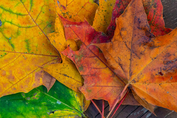 colorful autumn leaves on the old wooden background