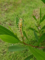 Slug worms are eating leaves. And there are many in the rainy season